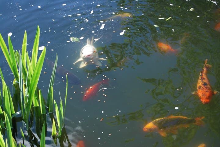 Calm waters Koi carp swimming in a garden pond